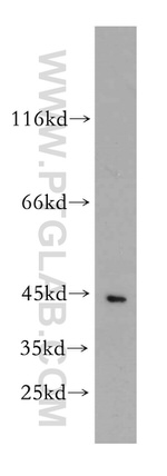 PGK1 Antibody in Western Blot (WB)