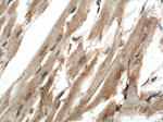 USP21 Antibody in Immunohistochemistry (Paraffin) (IHC (P))