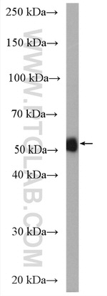 Neurokinin-1 receptor Antibody in Western Blot (WB)