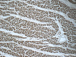 SRR Antibody in Immunohistochemistry (Paraffin) (IHC (P))