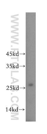 BPHL Antibody in Western Blot (WB)