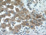 Acetylcholinesterase Antibody in Immunohistochemistry (Paraffin) (IHC (P))