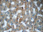 Acetylcholinesterase Antibody in Immunohistochemistry (Paraffin) (IHC (P))