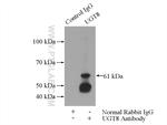 UGT8 Antibody in Immunoprecipitation (IP)