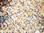 DNA polymerase beta Antibody in Immunohistochemistry (Paraffin) (IHC (P))