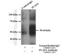 PLAG1 Antibody in Immunoprecipitation (IP)