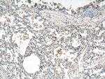IL36 Beta/IL1F8 Antibody in Immunohistochemistry (Paraffin) (IHC (P))