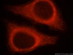 SERPINB13 Antibody in Immunocytochemistry (ICC/IF)