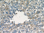 fetuin-B Antibody in Immunohistochemistry (Paraffin) (IHC (P))