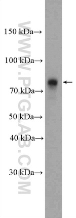 SEMA7A Antibody in Western Blot (WB)