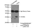 Neurotrophin 3 Antibody in Immunoprecipitation (IP)