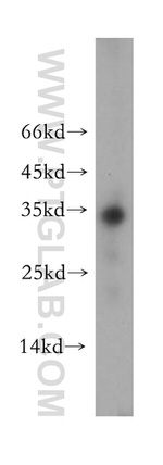 Neurotrophin 3 Antibody in Western Blot (WB)