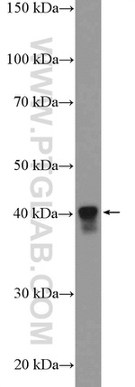 PURB Antibody in Western Blot (WB)