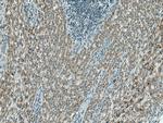 OTOR Antibody in Immunohistochemistry (Paraffin) (IHC (P))