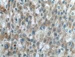 OTOR Antibody in Immunohistochemistry (Paraffin) (IHC (P))