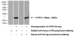 OTOR Antibody in Western Blot (WB)