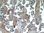 HYAL4 Antibody in Immunohistochemistry (Paraffin) (IHC (P))