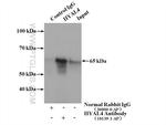 HYAL4 Antibody in Immunoprecipitation (IP)