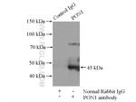 PON1 Antibody in Immunoprecipitation (IP)