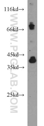 PON1 Antibody in Western Blot (WB)