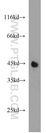 PON1 Antibody in Western Blot (WB)