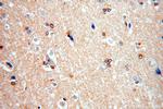 FAM118B Antibody in Immunohistochemistry (Paraffin) (IHC (P))