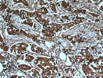 AMPK alpha 2 Antibody in Immunohistochemistry (Paraffin) (IHC (P))