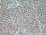 HEPACAM Antibody in Immunohistochemistry (Paraffin) (IHC (P))