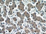 HEPACAM Antibody in Immunohistochemistry (Paraffin) (IHC (P))