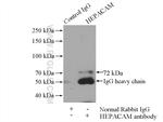 HEPACAM Antibody in Immunoprecipitation (IP)