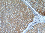 LACTB Antibody in Immunohistochemistry (Paraffin) (IHC (P))