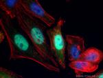 Cyclin A2 Antibody in Immunocytochemistry (ICC/IF)