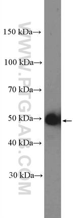 Cyclin A2 Antibody in Western Blot (WB)