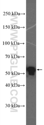 Cyclin A2 Antibody in Western Blot (WB)