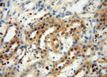 RPS9 Antibody in Immunohistochemistry (Paraffin) (IHC (P))