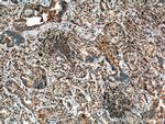 IRAK4 Antibody in Immunohistochemistry (Paraffin) (IHC (P))