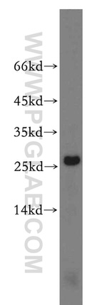 RPS8 Antibody in Western Blot (WB)
