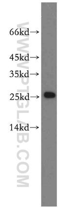 RPS8 Antibody in Western Blot (WB)