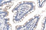 RETNLB Antibody in Immunohistochemistry (Paraffin) (IHC (P))