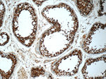 MMP28 Antibody in Immunohistochemistry (Paraffin) (IHC (P))