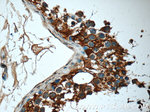 MMP28 Antibody in Immunohistochemistry (Paraffin) (IHC (P))