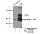 GSR Antibody in Immunoprecipitation (IP)