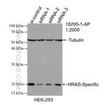 HRAS Antibody in Western Blot (WB)