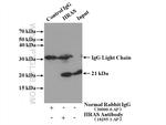 HRAS Antibody in Immunoprecipitation (IP)