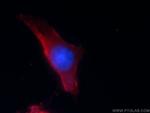 CACNG1 Antibody in Immunocytochemistry (ICC/IF)