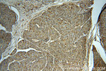 PSAP Antibody in Immunohistochemistry (Paraffin) (IHC (P))