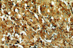 PSAP Antibody in Immunohistochemistry (Paraffin) (IHC (P))