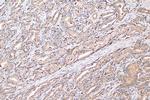 PSAP Antibody in Immunohistochemistry (Paraffin) (IHC (P))