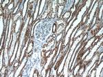 UQCRFS1 Antibody in Immunohistochemistry (Paraffin) (IHC (P))