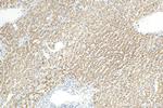 CPS1 Antibody in Immunohistochemistry (Paraffin) (IHC (P))